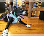 Small Photo #2 Boston Huahua Puppy For Sale in Sanford, FL, USA