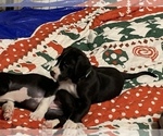 Small Photo #6 Great Dane Puppy For Sale in MARICOPA, AZ, USA