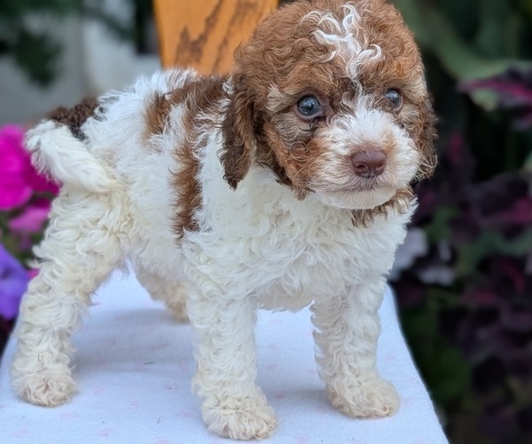 Medium Photo #10 Maltipoo (Toy) Puppy For Sale in GOSHEN, IN, USA