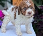 Small Photo #24 Maltipoo (Toy) Puppy For Sale in GOSHEN, IN, USA