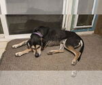 Small #3 Mutt