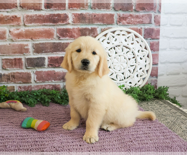 Medium Photo #1 Golden Retriever Puppy For Sale in SYRACUSE, IN, USA
