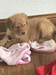 Small Photo #17 Golden Retriever Puppy For Sale in ALTONA, IN, USA