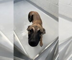 Small Mutt