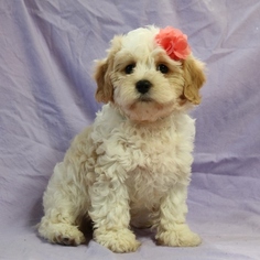 Cavachon Puppy for sale in NAVARRE, OH, USA