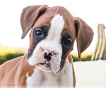 Small Photo #30 Boxer Puppy For Sale in WAKARUSA, IN, USA