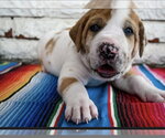 Small #2 Great Dane Mix