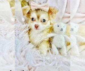 Chihuahua Puppy for sale in NAPLES, FL, USA