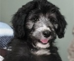 Small Photo #12 Aussiedoodle Puppy For Sale in GRANGER, IN, USA