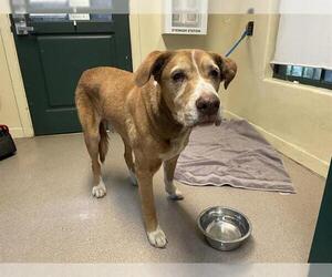 Labrador Retriever-Unknown Mix Dogs for adoption in Pasadena, CA, USA