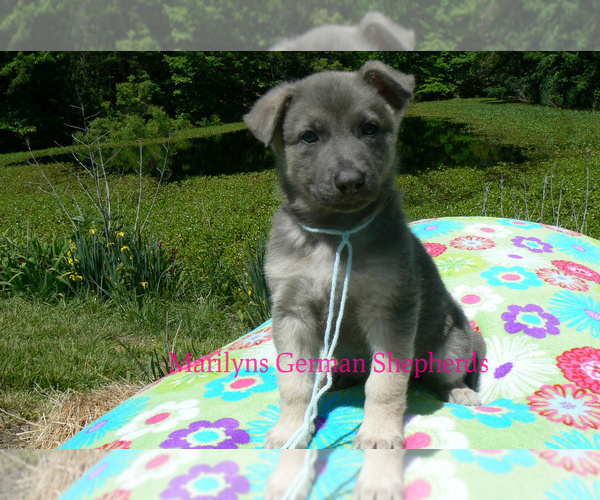 Medium Photo #5 German Shepherd Dog Puppy For Sale in PIEDMONT, MO, USA