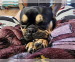 Small #4 French Bulldog