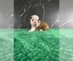 Small Photo #98 Boston Terrier Puppy For Sale in TULARE, CA, USA