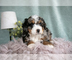 Small Photo #10 Bernedoodle (Miniature) Puppy For Sale in PARADISE, PA, USA