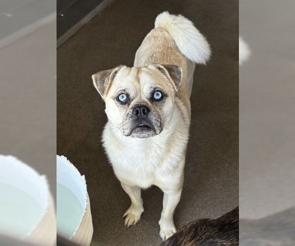 Medium Photo #2 Pug-Siberian Husky Mix Puppy For Sale in San Bernardino, CA, USA