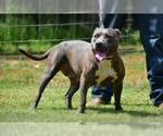 Small Photo #14 American Bully Puppy For Sale in CLEVELAND, GA, USA
