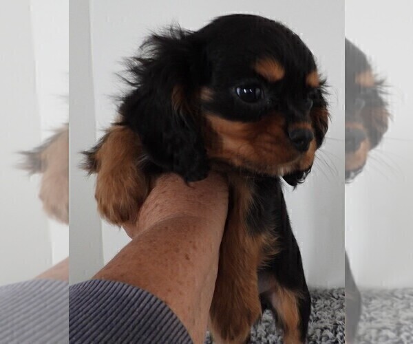 Medium Photo #4 Cavalier King Charles Spaniel Puppy For Sale in CARLISLE, KY, USA