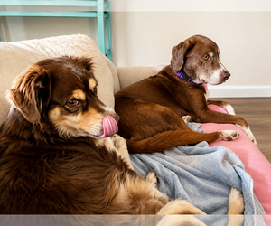 Rusty - Male Labrador Retriever-Unknown Mix Dog for Adoption - Photo #4