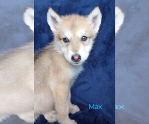 Wolf Hybrid Puppy for Sale in BYBEE, Tennessee USA