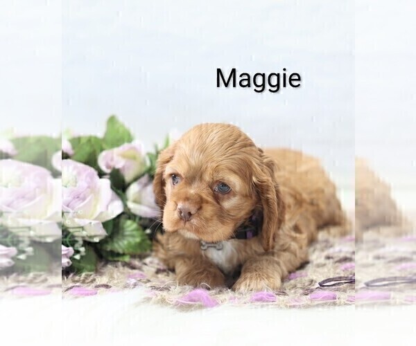 Medium Photo #27 Cocker Spaniel Puppy For Sale in LOYAL, WI, USA