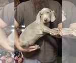 Small Photo #6 Weimaraner Puppy For Sale in CALDWELL, OH, USA