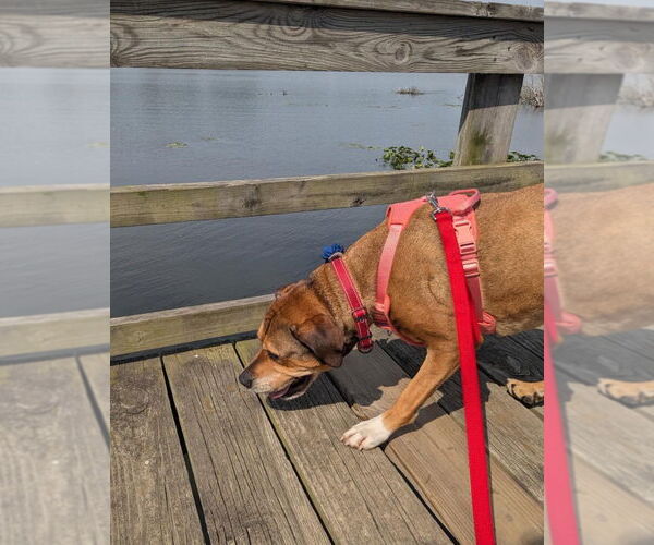 Medium Photo #4 Rottweiler-Unknown Mix Puppy For Sale in Muskegon, MI, USA