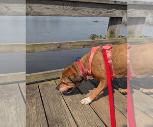 Sonia - Female Rottweiler-Unknown Mix Dog for Adoption - Photo #4