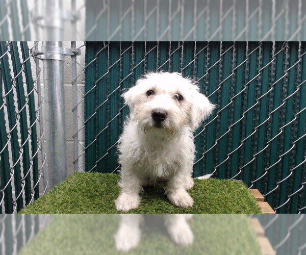 Medium Photo #1 Maltese-Unknown Mix Puppy For Sale in Downey, CA, USA