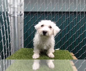Maltese-Unknown Mix Dogs for adoption in Downey, CA, USA