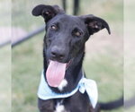 LIVI - Female German Shepherd Dog-Unknown Mix Dog for Adoption - Small photo