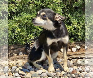 Chihuahua Dogs for adoption in Albuquerque, NM, USA