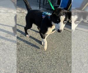 Siberian Husky-Unknown Mix Dogs for adoption in Rancho Cucamonga, CA, USA