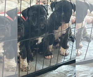 American Bully Puppy for sale in FITCHBURG, MA, USA