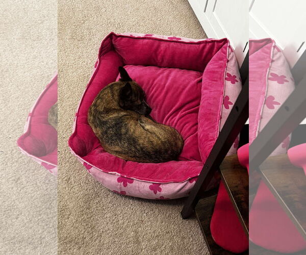 Medium Photo #4 Chihuahua Puppy For Sale in Gulfport, MI, USA