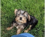Small Photo #2 Yorkshire Terrier Puppy For Sale in FREDERICKSBURG, OH, USA