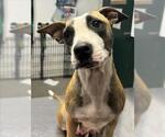 Small American Pit Bull Terrier Mix