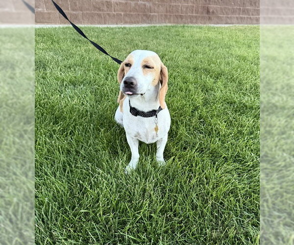 Medium Photo #10 Beagle-Unknown Mix Puppy For Sale in Sandy, UT, USA