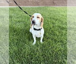 Small #9 Beagle Mix