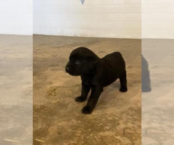 Medium Photo #1 Golden Labrador Puppy For Sale in VINTONDALE, PA, USA