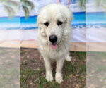 Small #2 Great Pyrenees