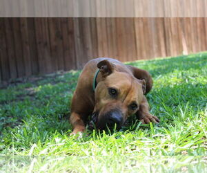 American Pit Bull Terrier-Unknown Mix Dogs for adoption in Oakhurst, NJ, USA