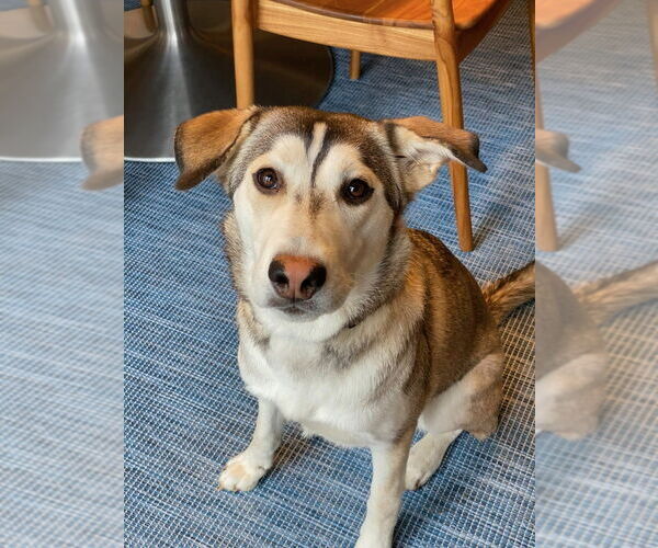 Medium Photo #1 German Shepherd Dog-Siberian Husky Mix Puppy For Sale in Brewster, NY, USA