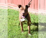 Small #7 Labrador Retriever Mix