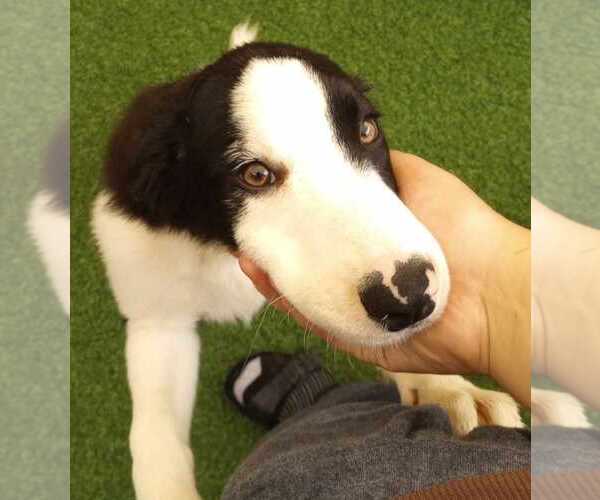 Medium Photo #5 Border Collie Puppy For Sale in Highland, IL, USA