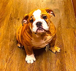 English Bulldog Puppy for sale in GEORGETOWN, TX, USA