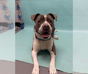 Staffordshire Bull Terrier Dogs for adoption in Fort Collins, CO, USA