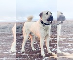 Small #5 Kangal Dog