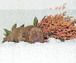Small Photo #19 Labrador Retriever Puppy For Sale in DENVER, CO, USA