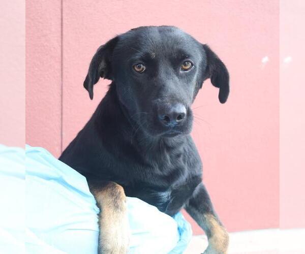 Medium Photo #1 Mutt Puppy For Sale in San Antonio, TX, USA