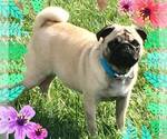 Small Photo #1 Pug Puppy For Sale in FORT WAYNE, IN, USA